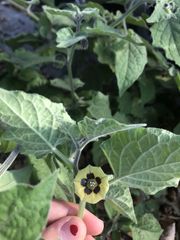 Physalis peruviana