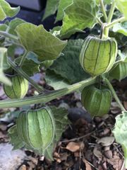 Physalis peruviana