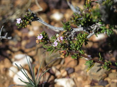 Muraltia dispersa