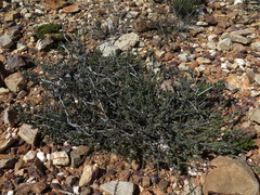 Muraltia dispersa