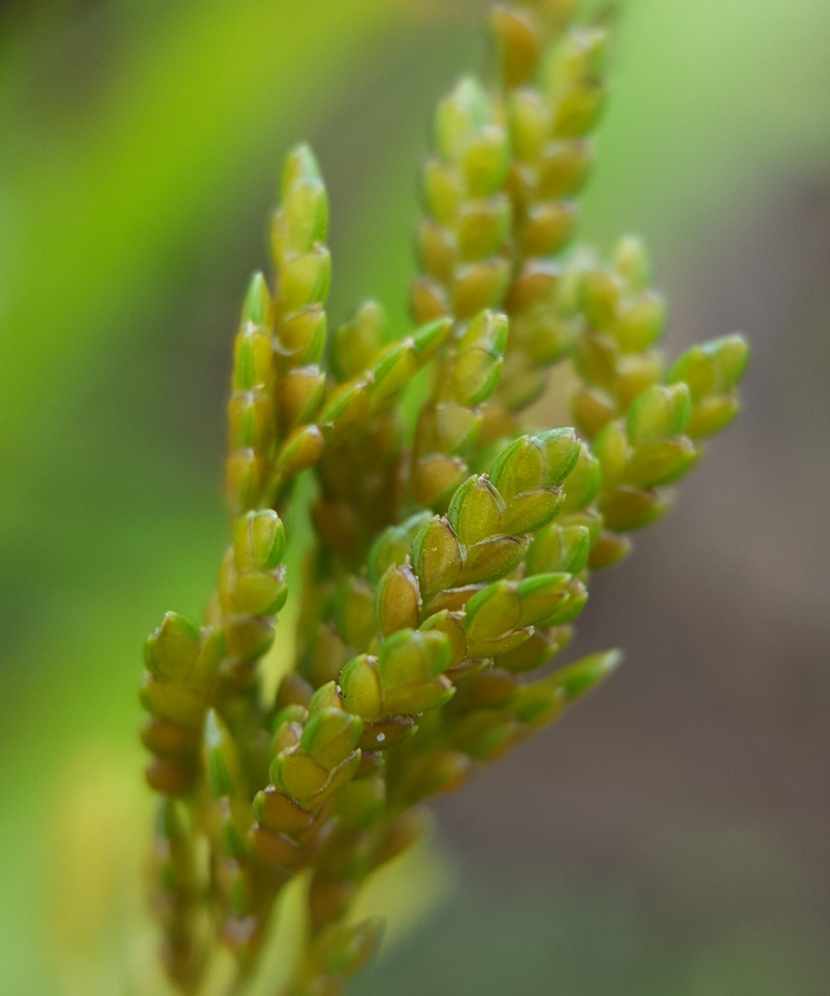 (c) François Rousseu, certains droits réservés (CC BY-NC) https://www.inaturalist.org/observations/97218795