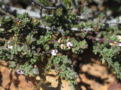 Muraltia dispersa