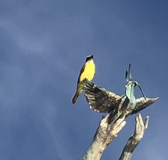 Pitangus sulphuratus