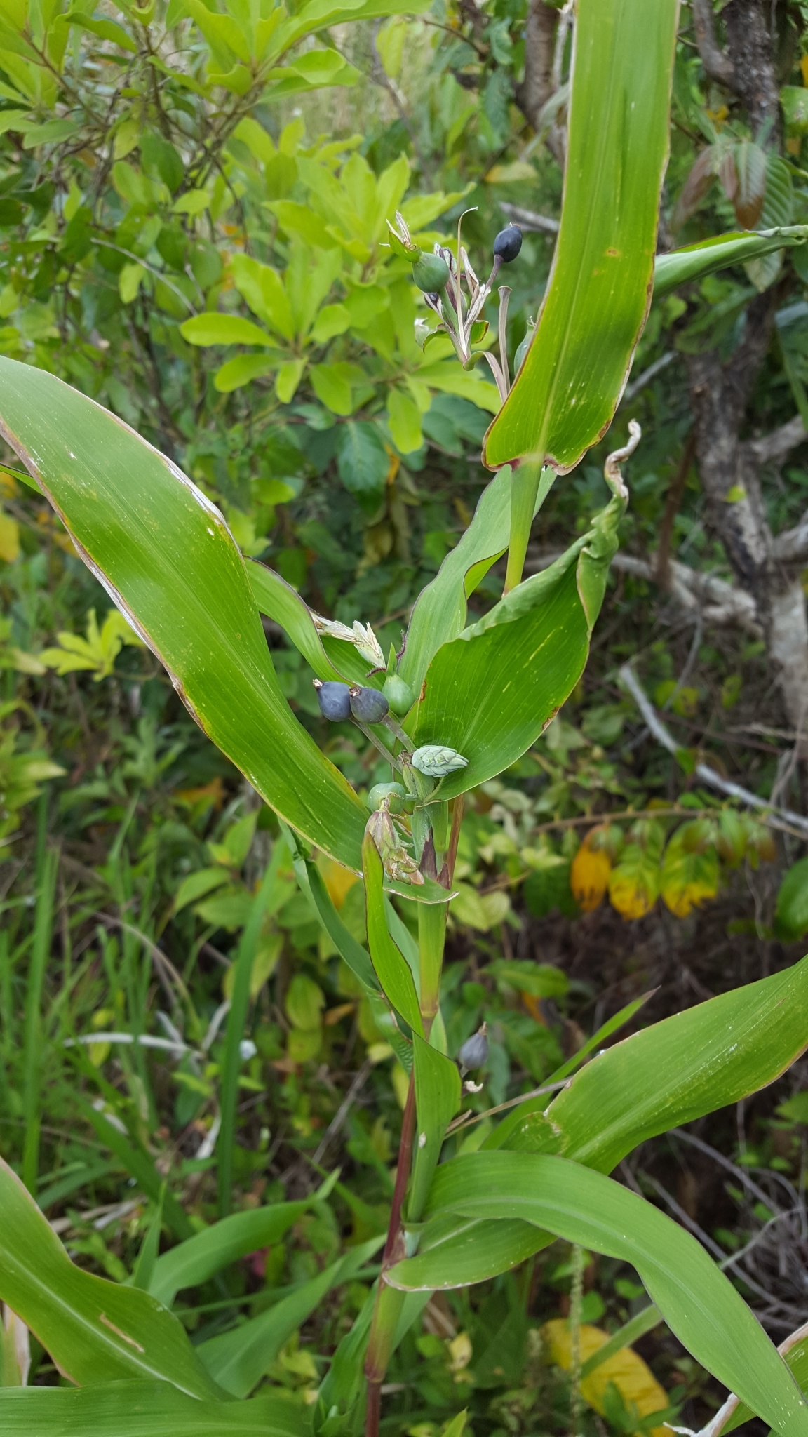 (c) François Rousseu, certains droits réservés (CC BY-NC) https://www.inaturalist.org/observations/97218815