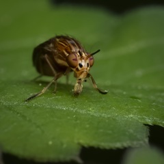 Steganopsis melanogaster