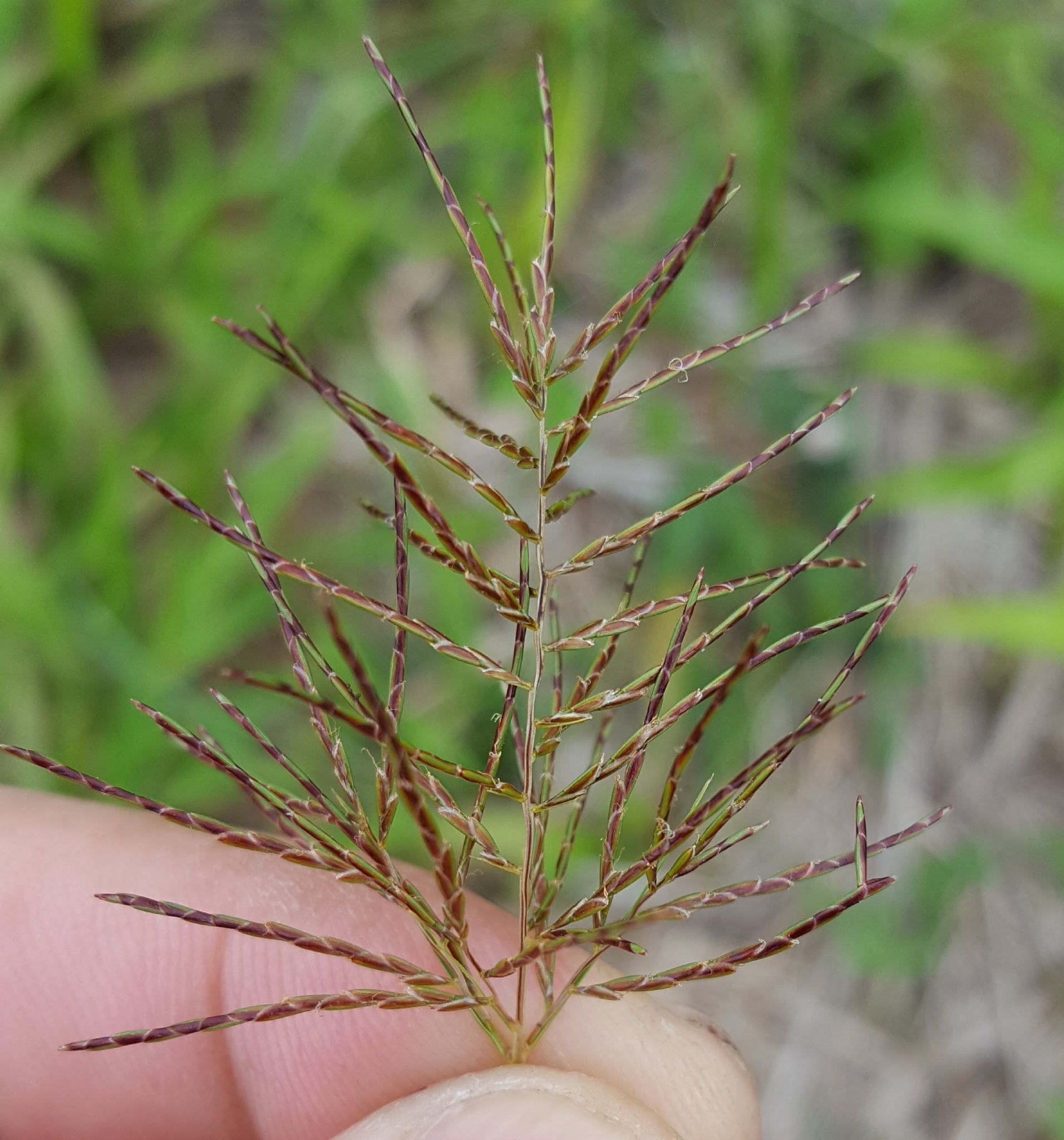 (c) François Rousseu, certains droits réservés (CC BY-NC) https://www.inaturalist.org/observations/97218819