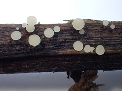 Crocicreas coronatum