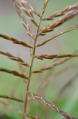 Cyperus distans