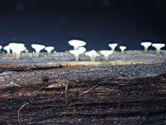 Crocicreas coronatum