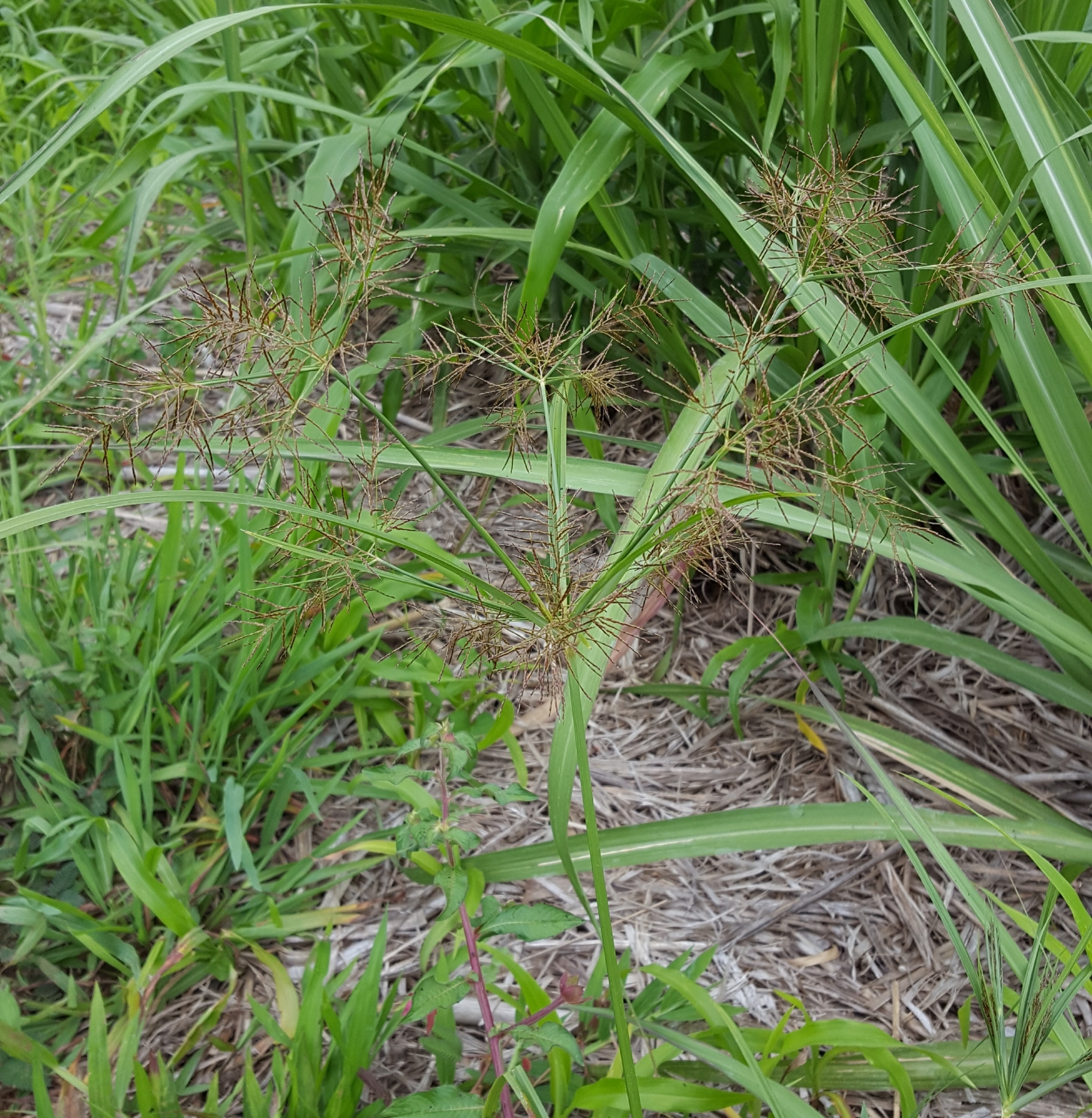 (c) François Rousseu, certains droits réservés (CC BY-NC) https://www.inaturalist.org/observations/97218819