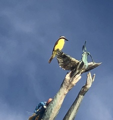 Pitangus sulphuratus