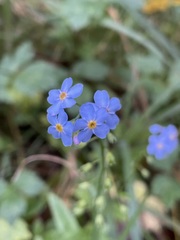 Myosotis nemorosa