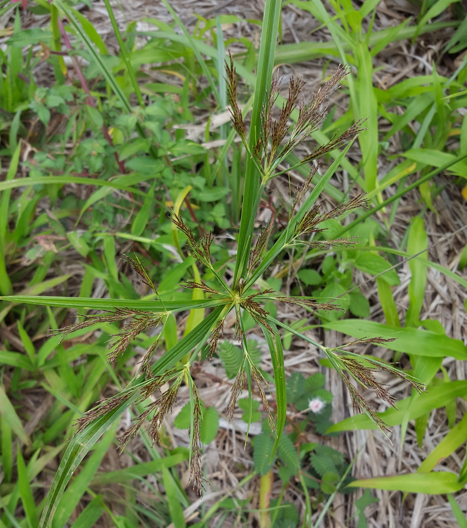(c) François Rousseu, certains droits réservés (CC BY-NC) https://www.inaturalist.org/observations/97218819