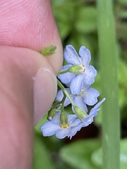 Myosotis nemorosa
