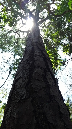 Pinus caribaea - Whole tree