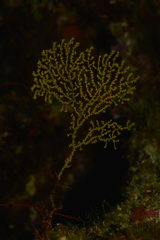 Villogorgia citrina