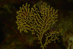 Villogorgia citrina
