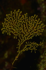Villogorgia citrina