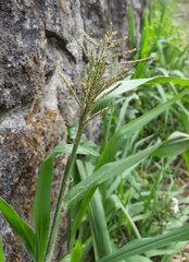 Paspalum paniculatum image