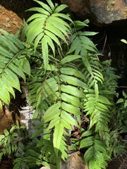 Blechnum ambiguum