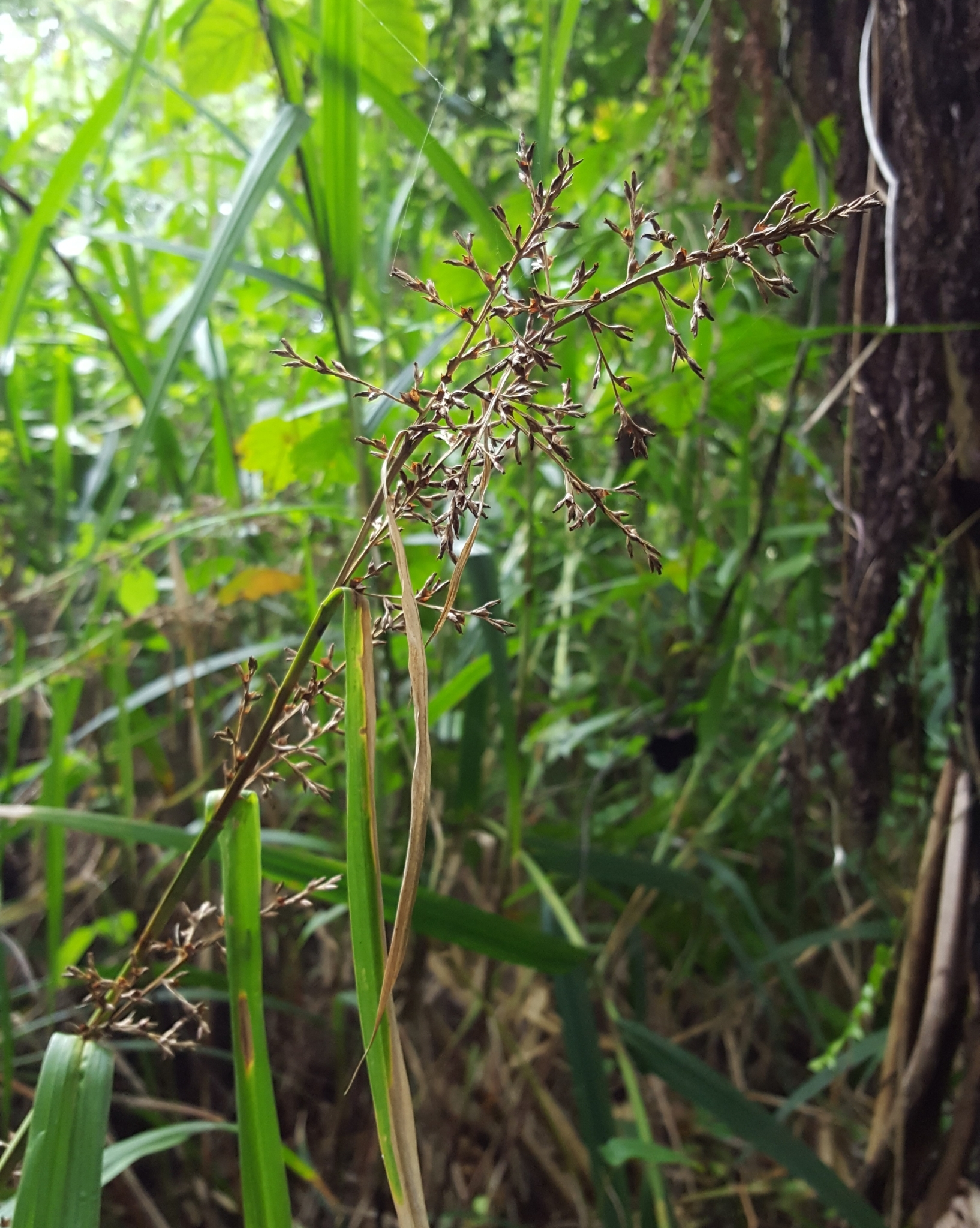 (c) François Rousseu, certains droits réservés (CC BY-NC) https://www.inaturalist.org/observations/97218901