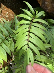 Blechnum ambiguum