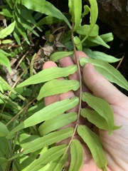 Blechnum ambiguum