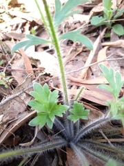 Ranunculus plebeius