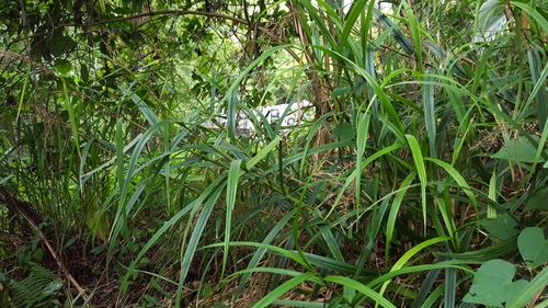 Scleria gaertneri