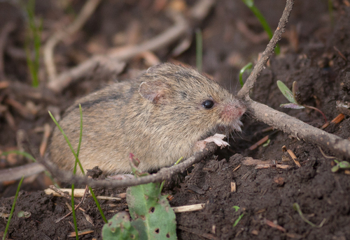 Northern Birch Mouse