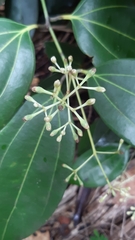 Cinnamomum verum