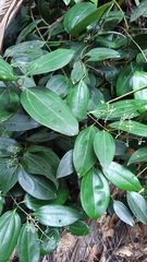 Cinnamomum verum