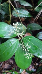 Cinnamomum verum