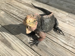 Cyclura cychlura