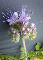Phacelia tanacetifolia