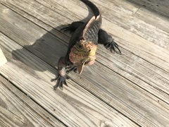 Cyclura cychlura