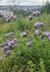 Phacelia tanacetifolia