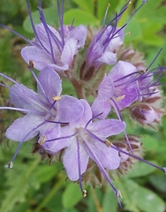 Phacelia tanacetifolia