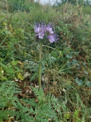 Phacelia tanacetifolia