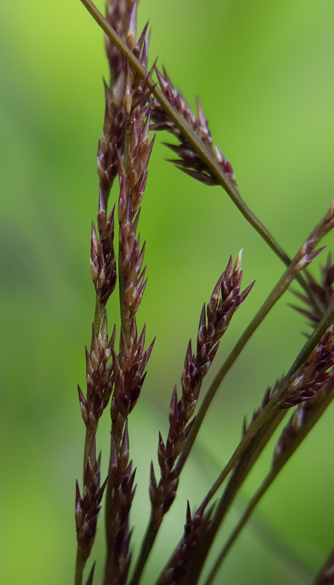 (c) François Rousseu, certains droits réservés (CC BY-NC) https://www.inaturalist.org/observations/97218987