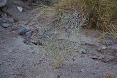 Psorothamnus polydenius polydenius