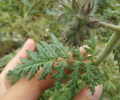Phacelia tanacetifolia
