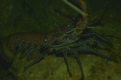 Panulirus femoristriga