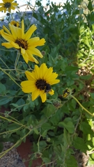 Copestylum violaceum