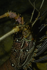 Panulirus femoristriga