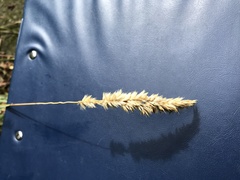 Melica transsilvanica
