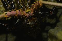 Panulirus femoristriga