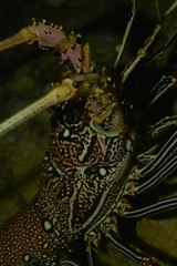 Panulirus femoristriga