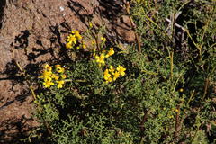 Senecio erysimoides