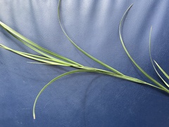 Melica transsilvanica